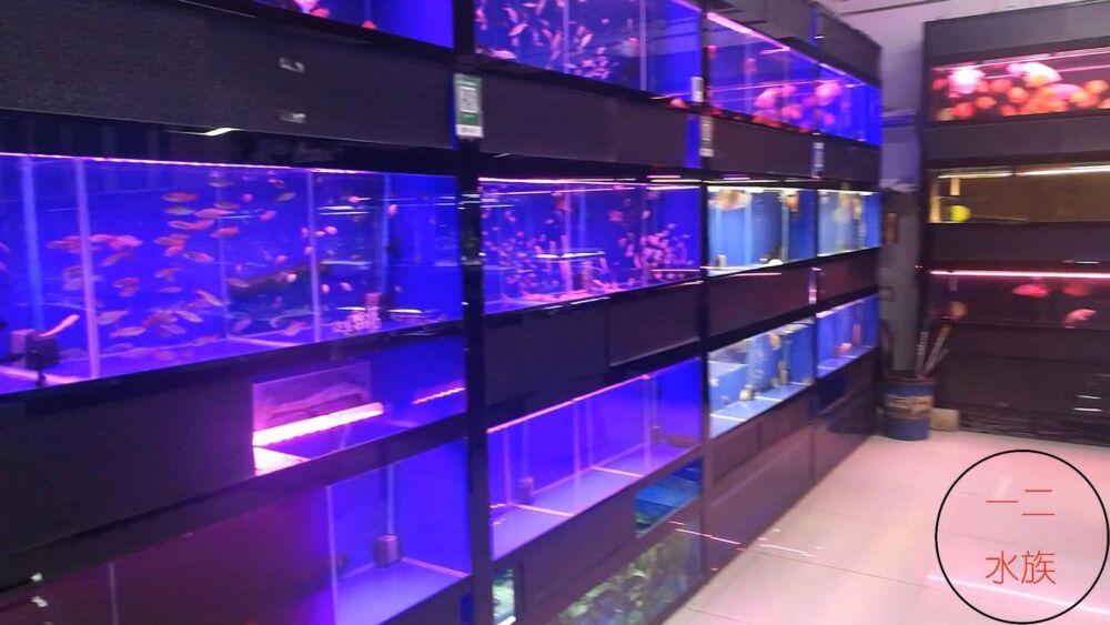 北京探店新发现，锦鲤水族店，原来水族箱养锦鲤是那么漂亮