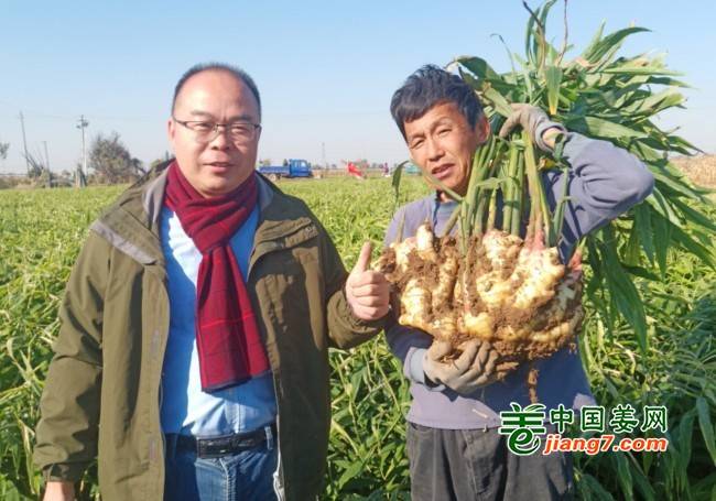 山东潍坊昌乐、寒亭生态生姜基地测产简记