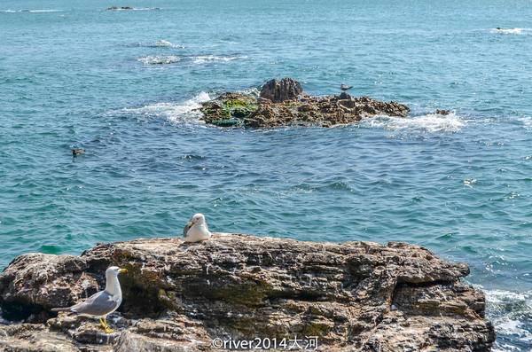 这辈子见过最多的海鸥，就是在威海这座小岛上