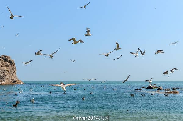 这辈子见过最多的海鸥，就是在威海这座小岛上