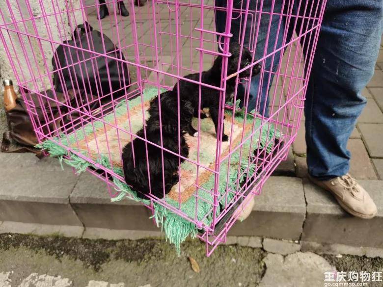 在渝北有个“狗儿市场”，50块钱就能买可爱小猫咪