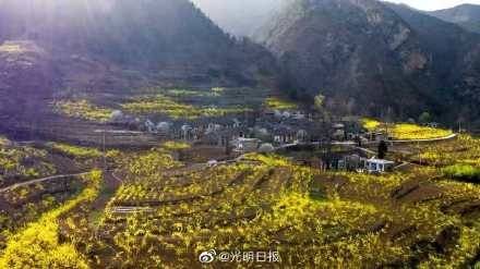 河南卢氏县：中国首届连翘花节等你来