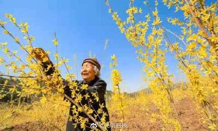 河南卢氏县：中国首届连翘花节等你来