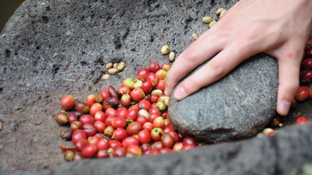 优质咖啡产国都在这里！三大洲咖啡产区：一方水土，一方咖啡