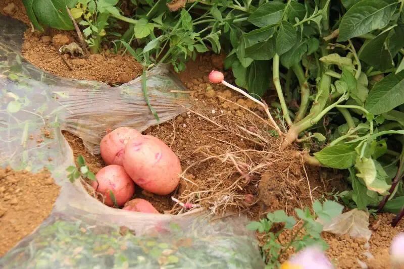 锡城镇：流转土地种植马铃薯 带动村民增收致富