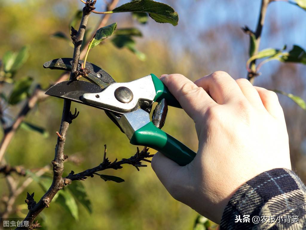 不同生长期的苹果树修剪方法差异大，要想树势壮结果多就要这样做