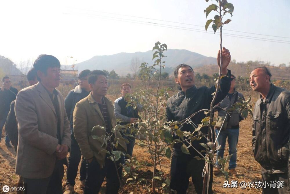 不同生长期的苹果树修剪方法差异大，要想树势壮结果多就要这样做