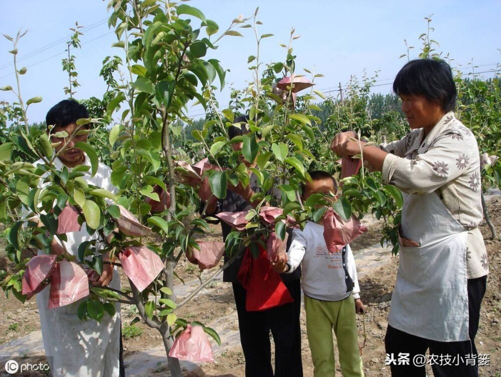 不同生长期的苹果树修剪方法差异大，要想树势壮结果多就要这样做