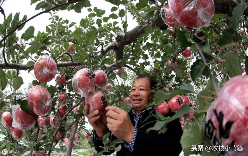 不同生长期的苹果树修剪方法差异大，要想树势壮结果多就要这样做