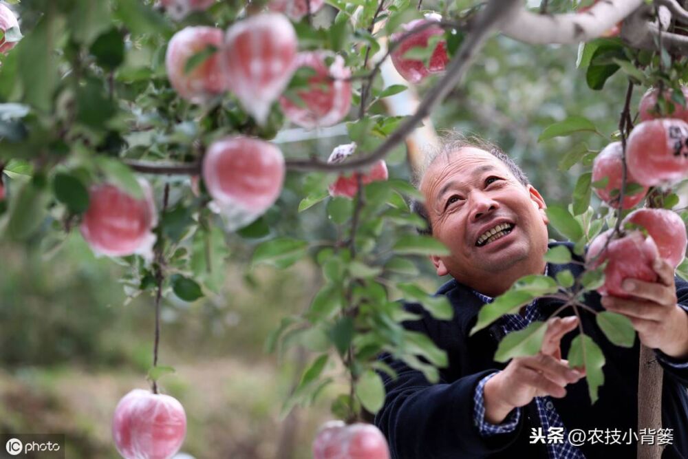 不同生长期的苹果树修剪方法差异大，要想树势壮结果多就要这样做