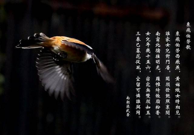 成语“劳燕分飞”中“劳燕”其实是两种鸟，可不是“疲燕”的意思