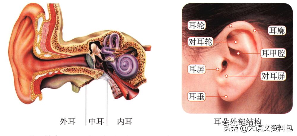 一年级上《口耳目》五官的认识，课本里的世界 课外知识拓展收藏