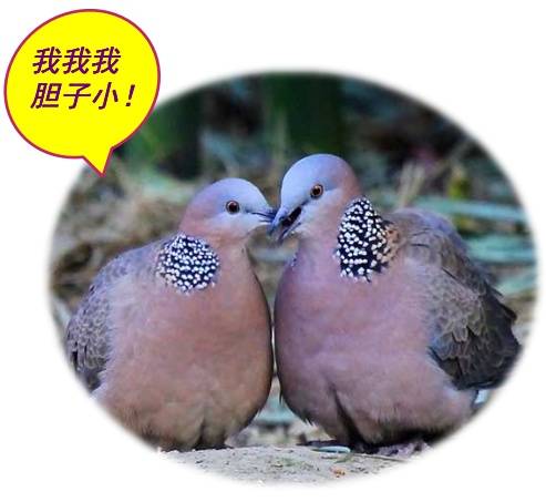 上海鸟类中的“四大金刚”，你都见过，却不一定认识哦