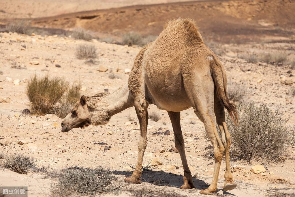 骆驼的驼峰中贮藏的是什么？这么多年都被骗了