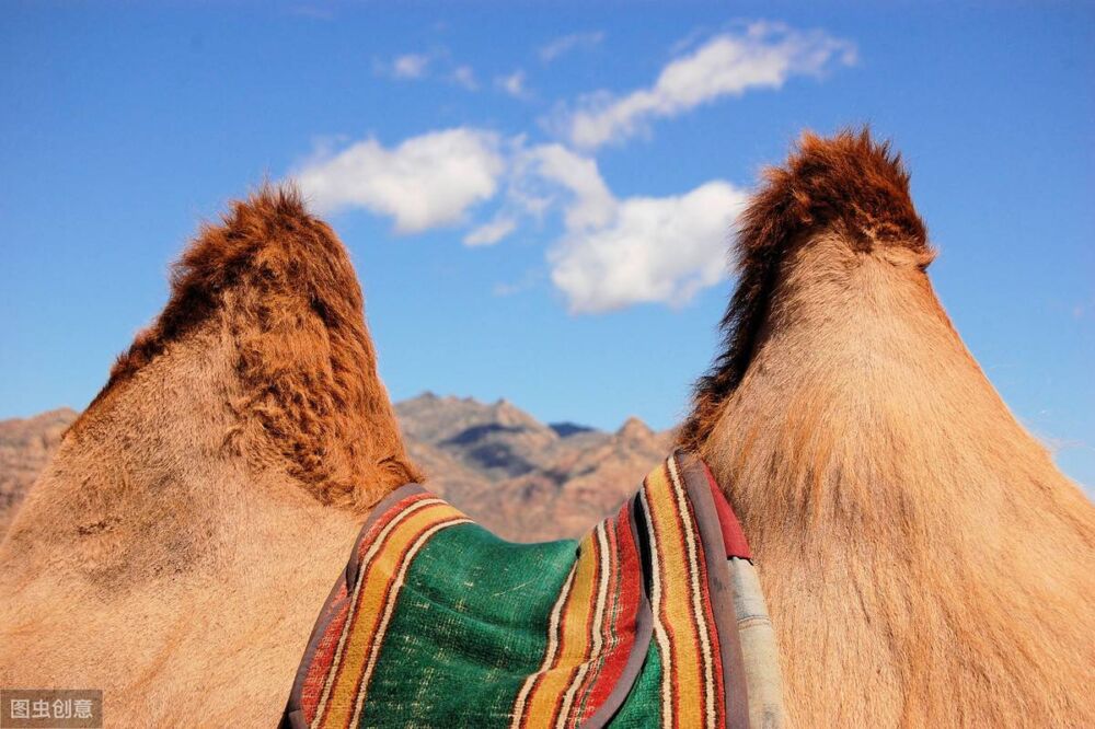 骆驼的驼峰中贮藏的是什么？这么多年都被骗了