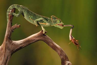 蜥蜴｜大部分蜥蜴以昆虫为食，因为它们不可能抓到哺乳动物