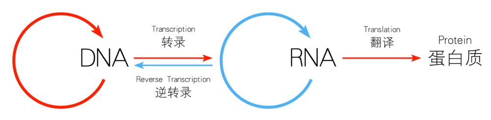 染色体、DNA、基因、RNA傻傻分不清？它们到底有什么区别？