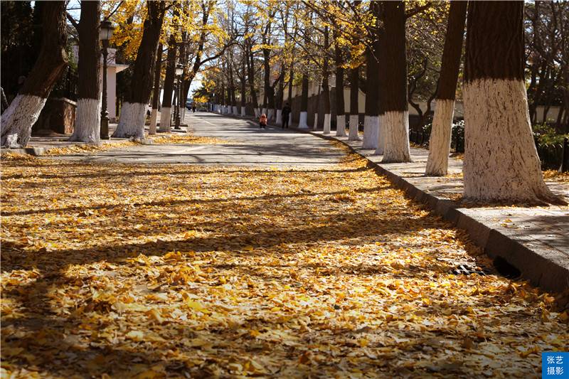 青岛最美赏秋地：八大关浪漫风景美到极致，被誉为“万国博览会”