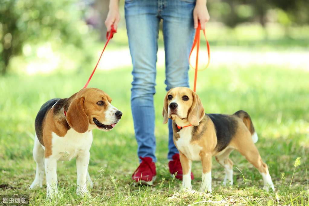 Walk my dog是遛狗，但walk my boyfriend可不是“遛男朋友”啊