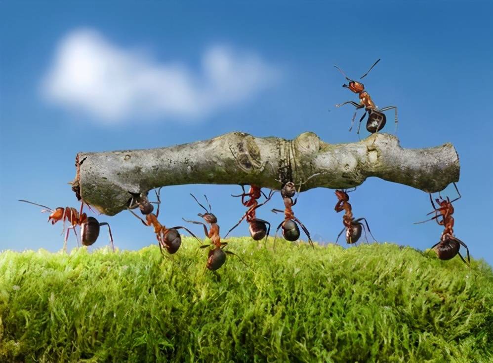 四年级优秀作文欣赏：《大自然的启示》，小草和小蚂蚁轻轻告诉你