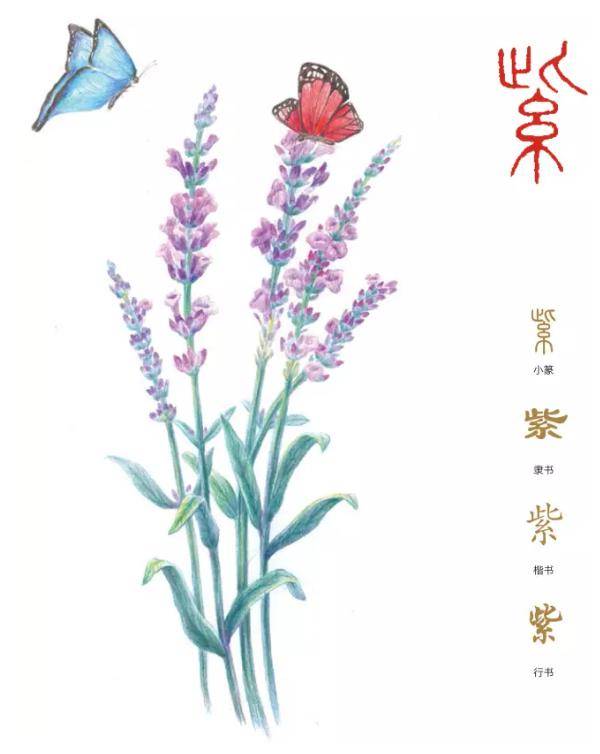 聆听汉字之美：《花草字传》，了解“紫”