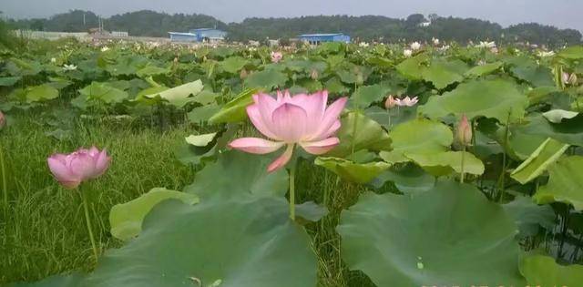 四年级写景作文:金色的池塘，写得真好