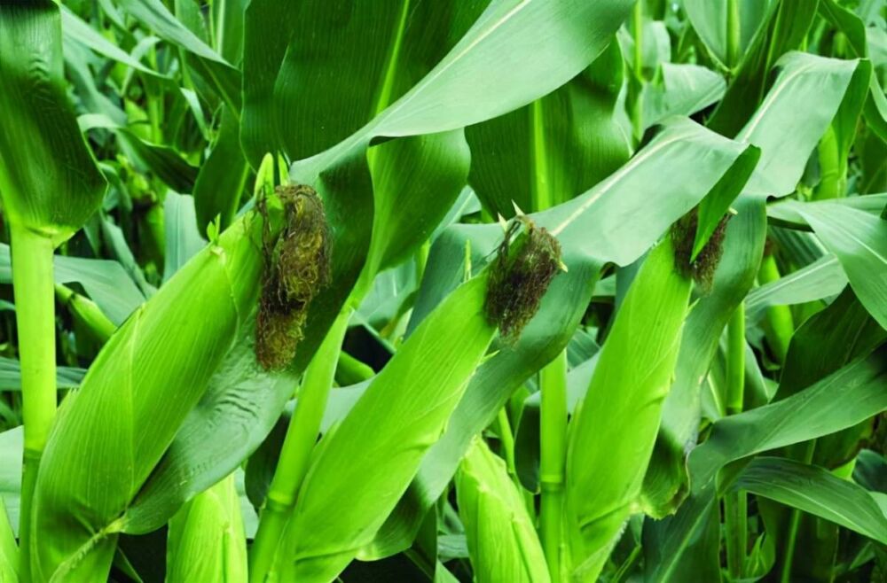 玉米种植步骤