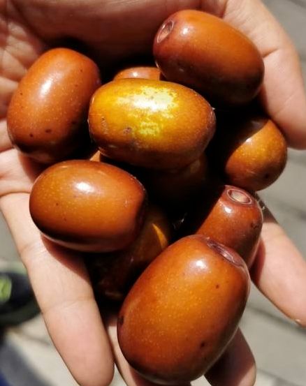养生常吃大红枣，怎么吃才最滋补，主要有3种方法