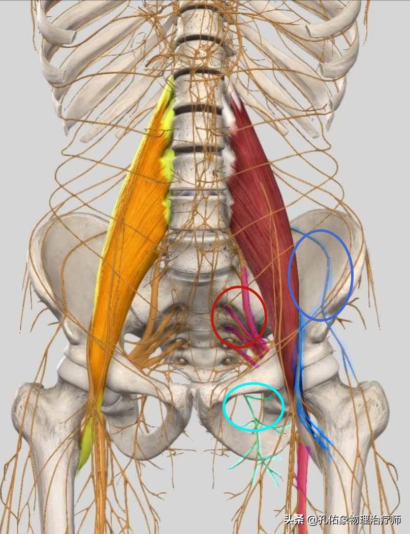 为什么很多女性大腿根内侧疼痛，医生详细告诉您具体原因，请收藏