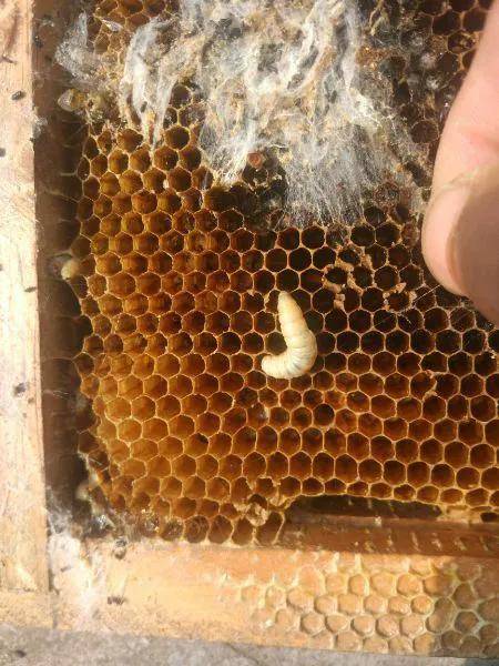 新手如何养好一窝好蜜蜂（第四课），防治疾病与预防逃跑。