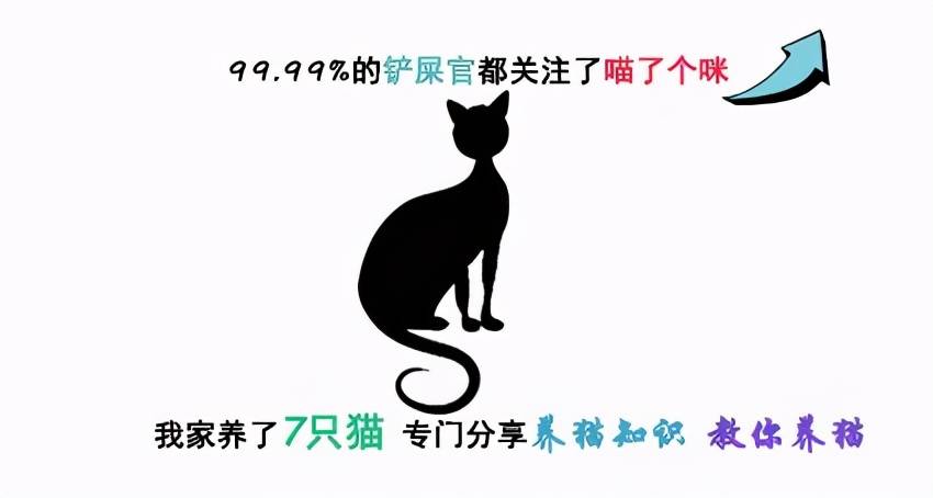 新手怎么喂养和训练两个月的小奶猫，最详细的教程来了