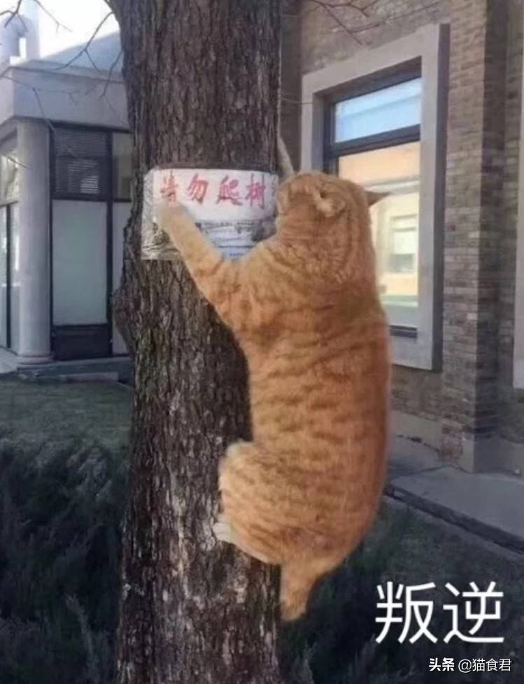 家里的猫咪调皮没规矩，主人该如何才能让它变得乖巧起来？